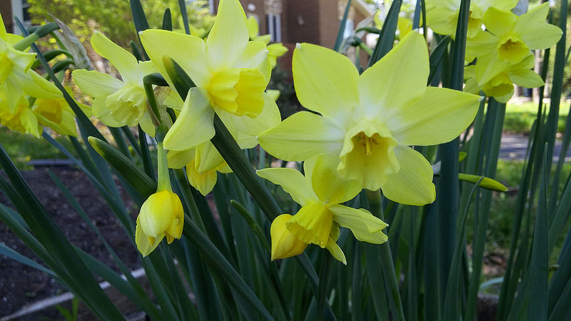 Narcisse, Narcissus 'Pipit'