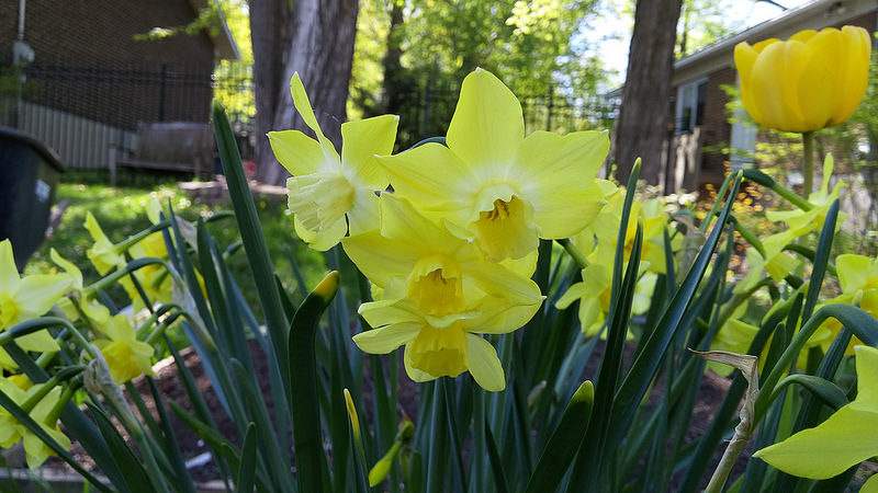 Narcisse Narcissus Pipit