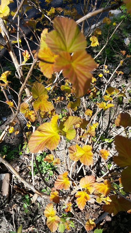 Physocarpe Bois à sept écorces Physocarpus opulifolius Amber Jubilee