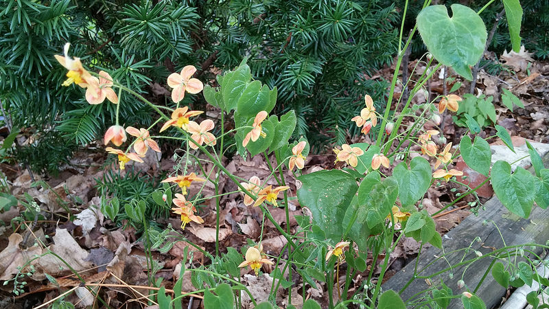 Epimède, fleur des elfes, Épimédium Epimedium ×warleyense Orange Köningin