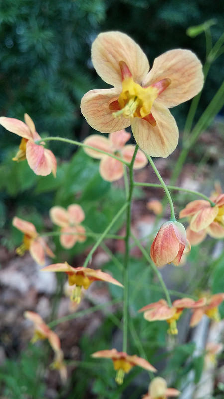 Epim&egrave;de, fleur des elfes, &#201;pim&eacute;dium, Epimedium ×warleyense 'Orange K&ouml;ningin'