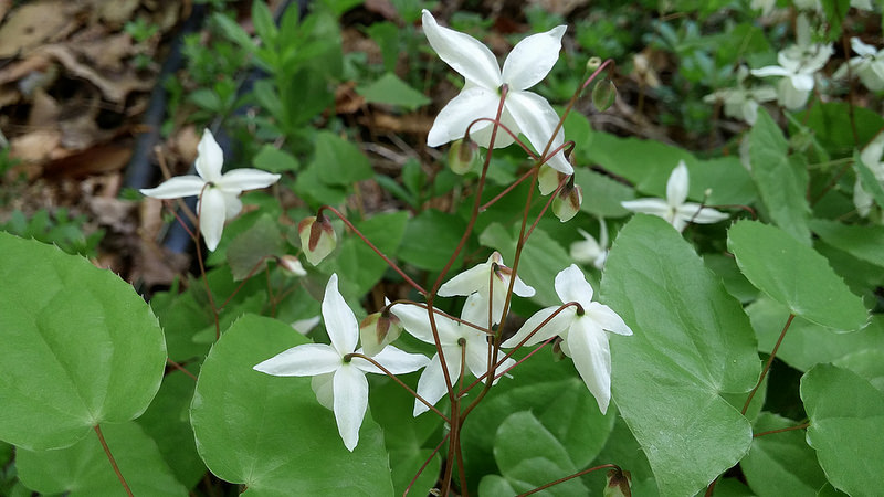 Epimède, fleur des elfes, Épimédium Epimedium ×youngianum niveum
