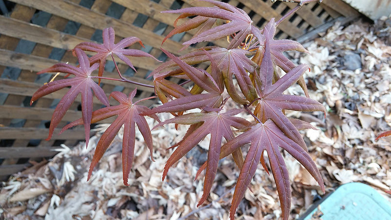 Érable Érable palmé, Érable japonais Acer palmatum Bloodgood