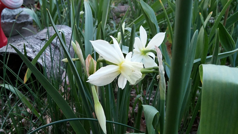 Narcisse, Narcissus 'Thalia'