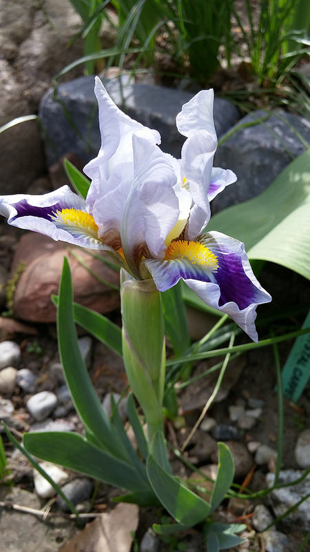Iris d&rsquo;Allemagne, Iris barbu, Iris germanica 'Crystal Carpet'