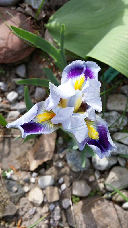 Iris d'Allemagne, Iris barbu Iris germanica Crystal Carpet