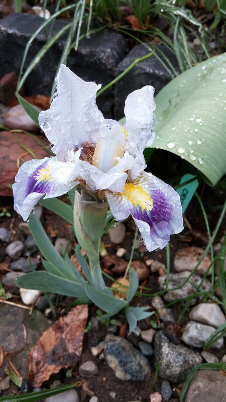 Iris d&rsquo;Allemagne, Iris barbu, Iris germanica 'Crystal Carpet'