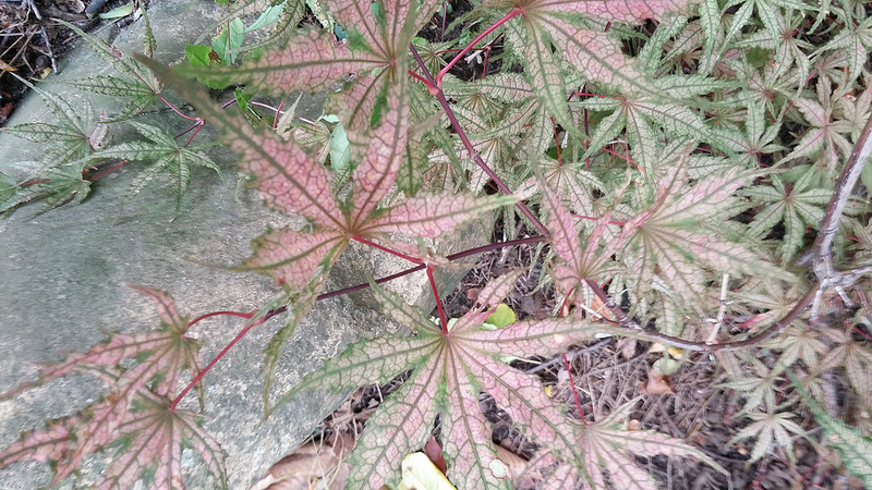 &#201;rable, &#201;rable palm&eacute;, &#201;rable japonais, Acer palmatum 'Olson&rsquo;s Frosted Stawberry'