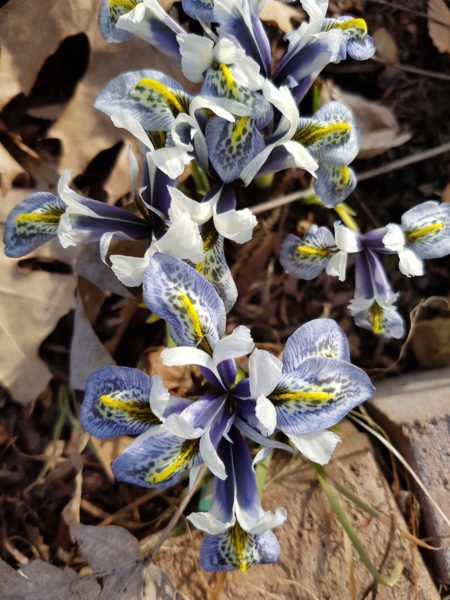 Iris reticulata 'Splish Splash'