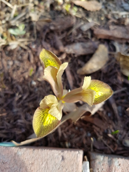 Iris reticulata 'Mars Landing'