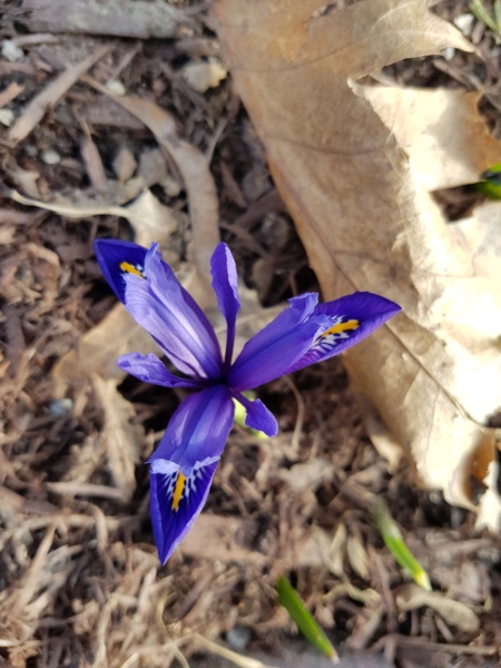 Iris reticulata 'Scent Sational'