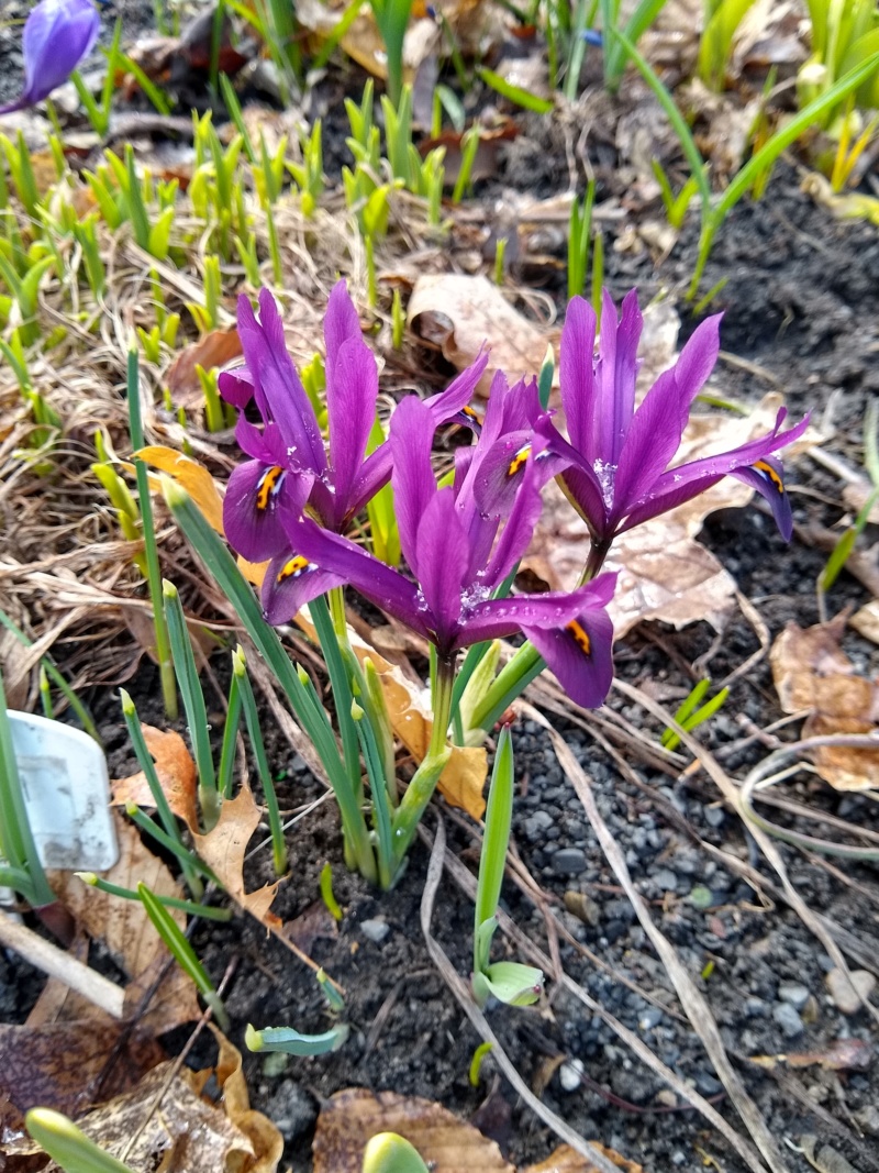 Iris reticulata J.S. Dijt