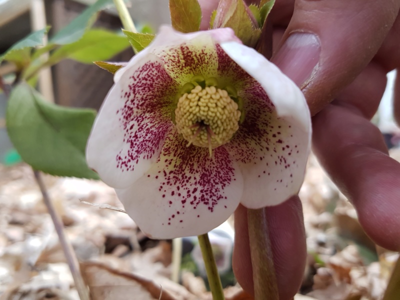 Hell&eacute;bore, S&eacute;rie Spring Promise, Helleborus ×hybridus SP 'SP Conny'