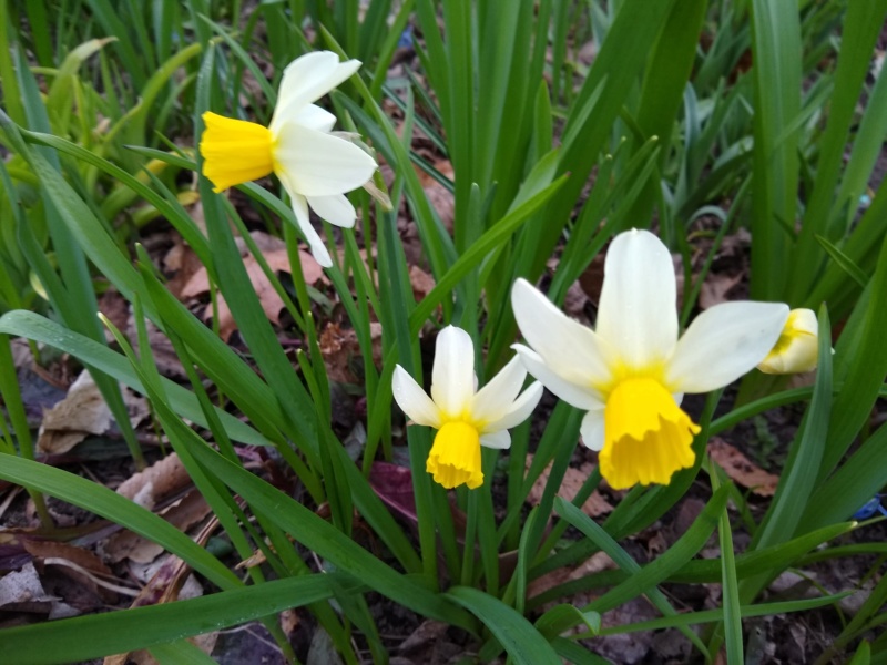 Narcisse, Narcissus ×cyclamineus 'Jack Snipe'