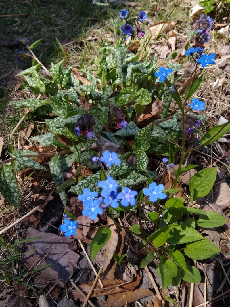 Omphalodes du printemps, Petite Bourrache printani&egrave;re, Omphalodes verna 