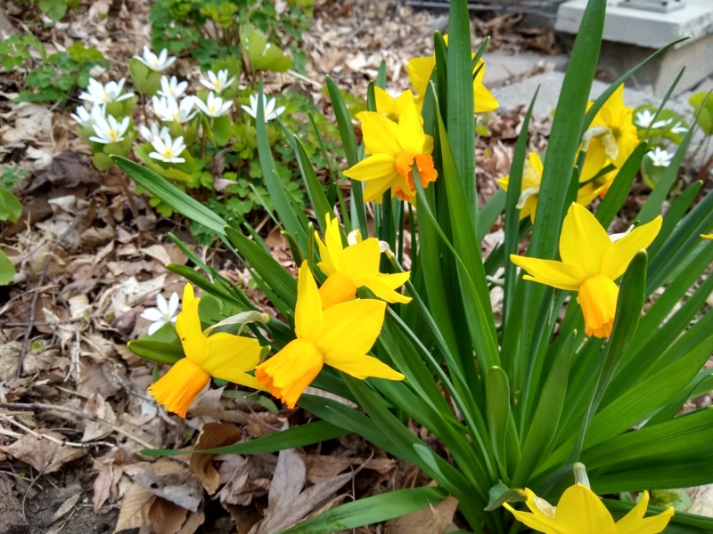 Narcisse, Narcissus ×cyclamineus 'Jetfire'
