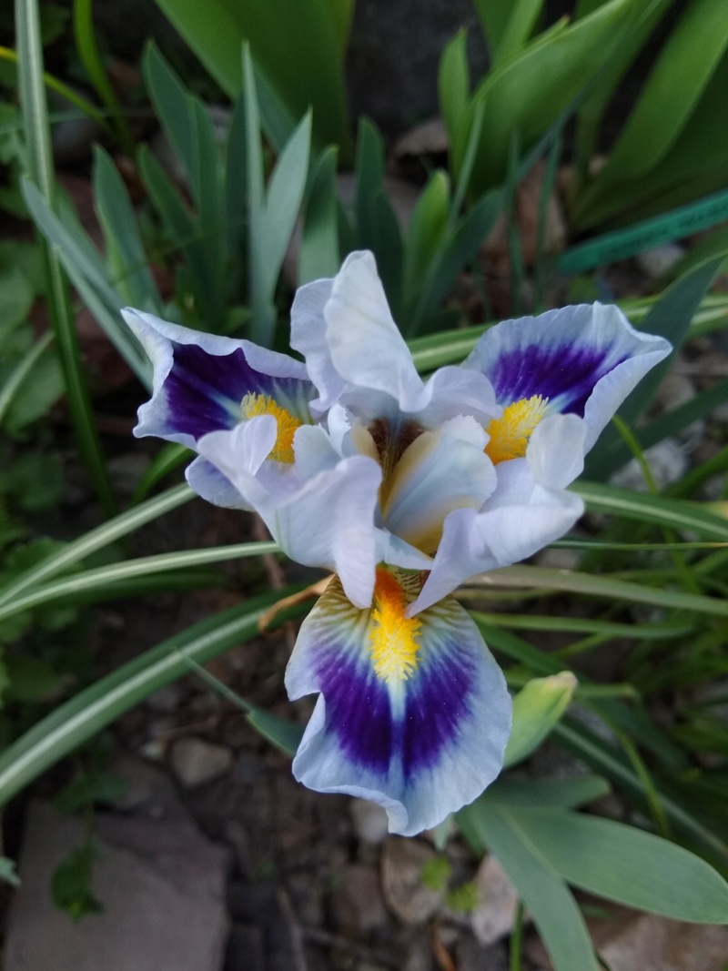 Iris d'Allemagne, Iris barbu Iris germanica Crystal Carpet