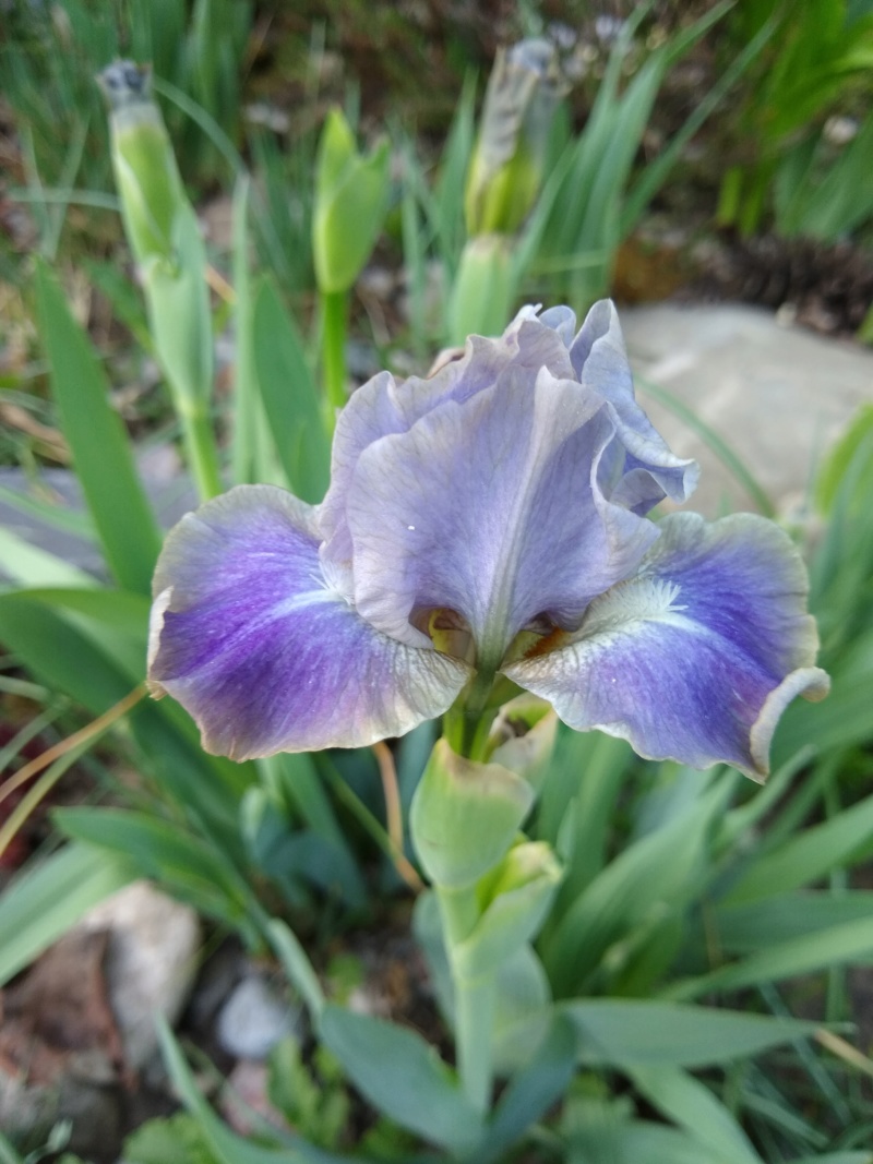 Iris d'Allemagne, Iris barbu Iris germanica In the Zone