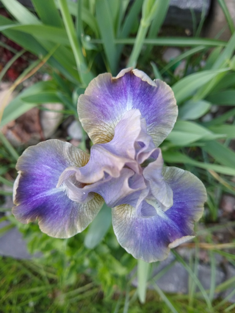Iris d&rsquo;Allemagne, Iris barbu, Iris germanica 'In the Zone'