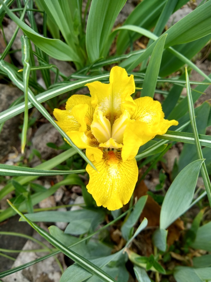 Iris d'Allemagne, Iris barbu Iris germanica Sulu ST