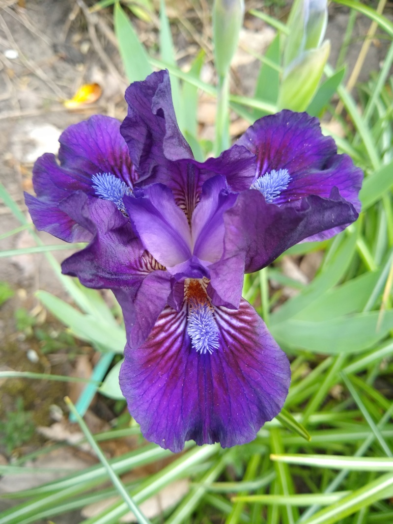 Iris nain Iris pumila Royal Overtime