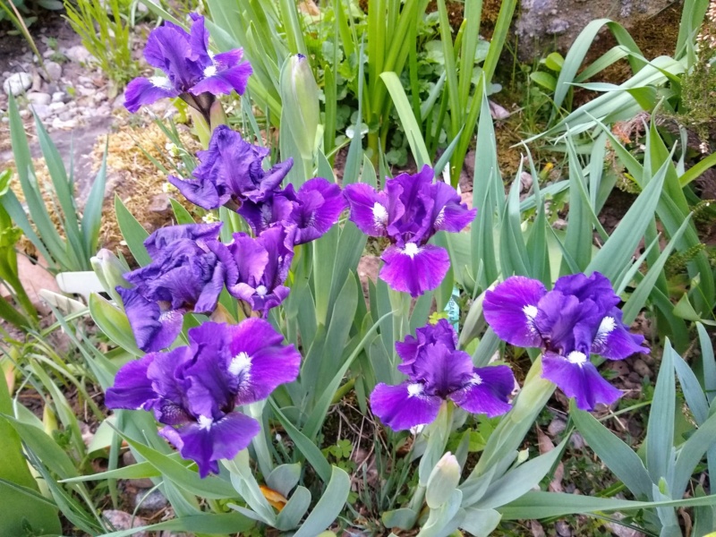 Iris d&rsquo;Allemagne, Iris barbu, Iris germanica 'Urban Myth'