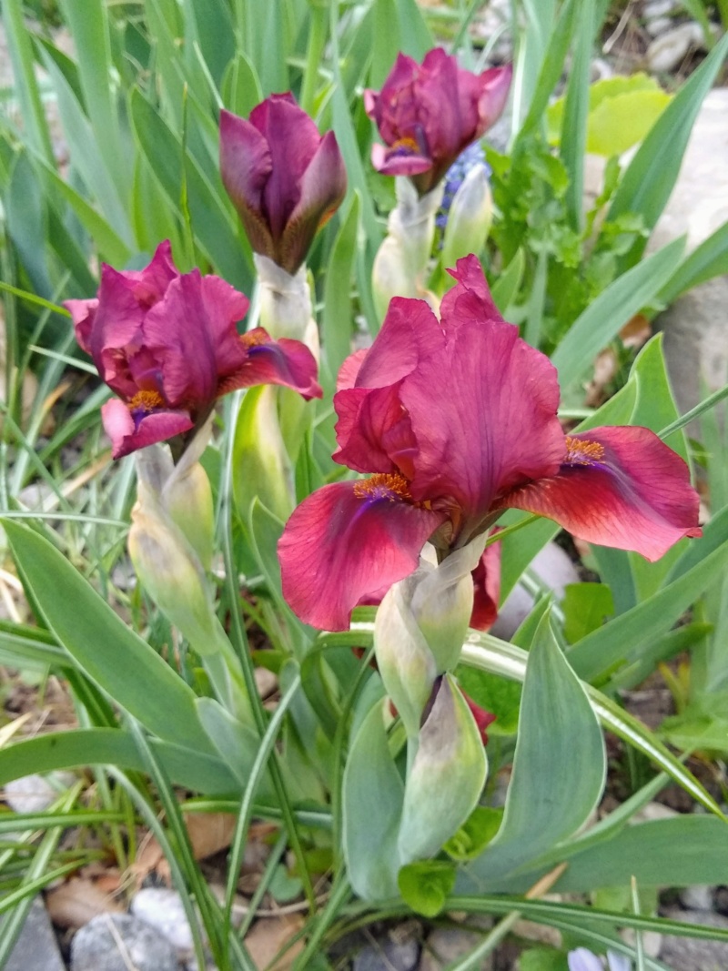 Iris d&rsquo;Allemagne, Iris barbu, Iris germanica 'Red Rabbit'
