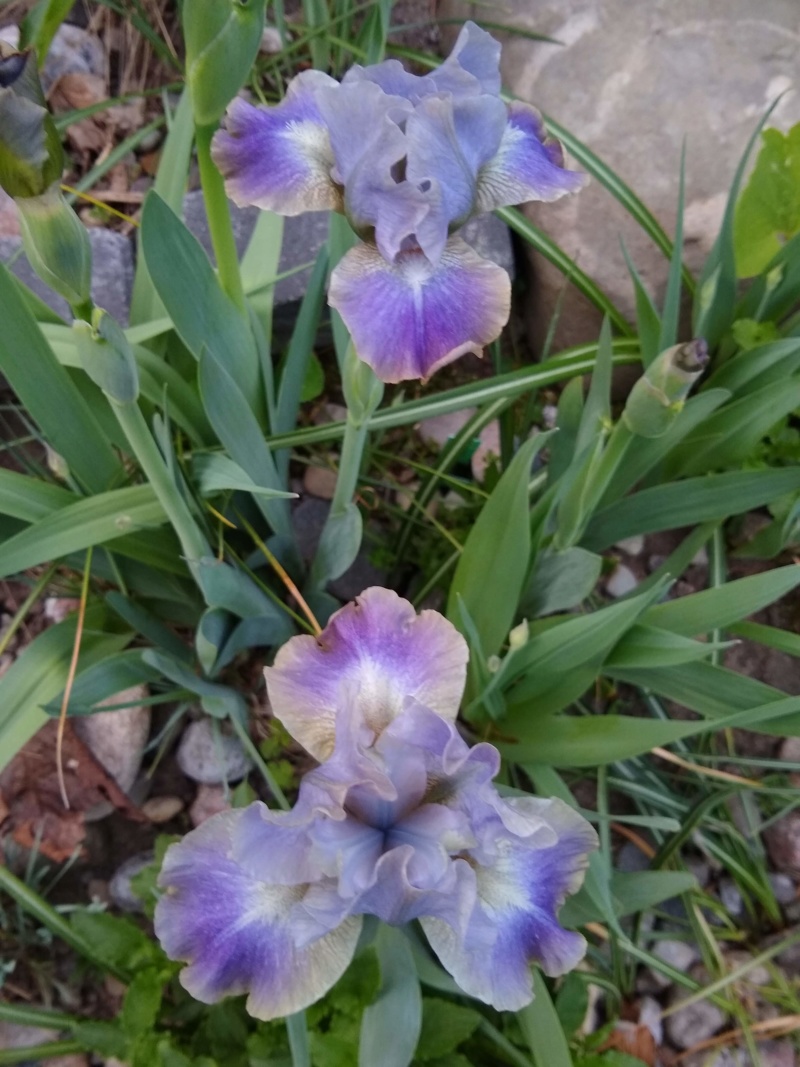 Iris d&rsquo;Allemagne, Iris barbu, Iris germanica 'In the Zone'