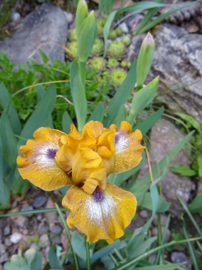 Iris d&rsquo;Allemagne, Iris barbu, Iris germanica 'Ninja Turtles'