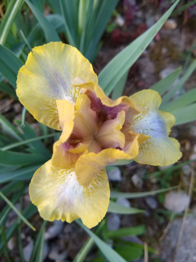 Iris d'Allemagne, Iris barbu Iris germanica Spock