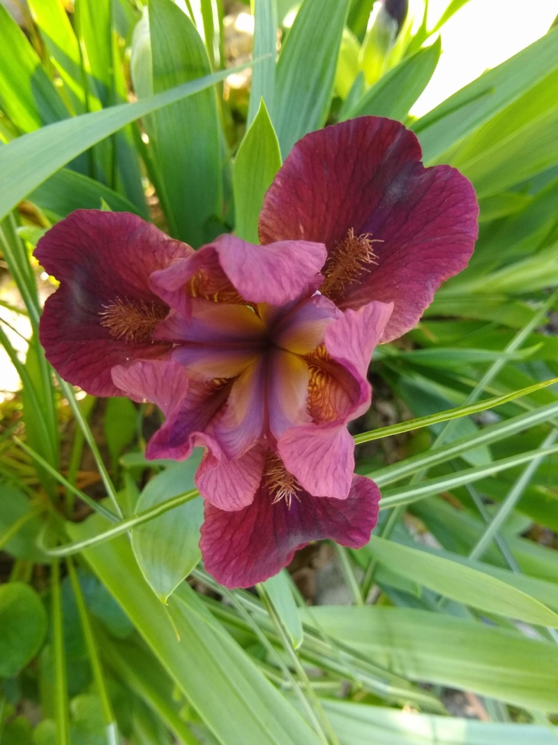Iris d&rsquo;Allemagne, Iris barbu, Iris germanica 'Lady in Red'