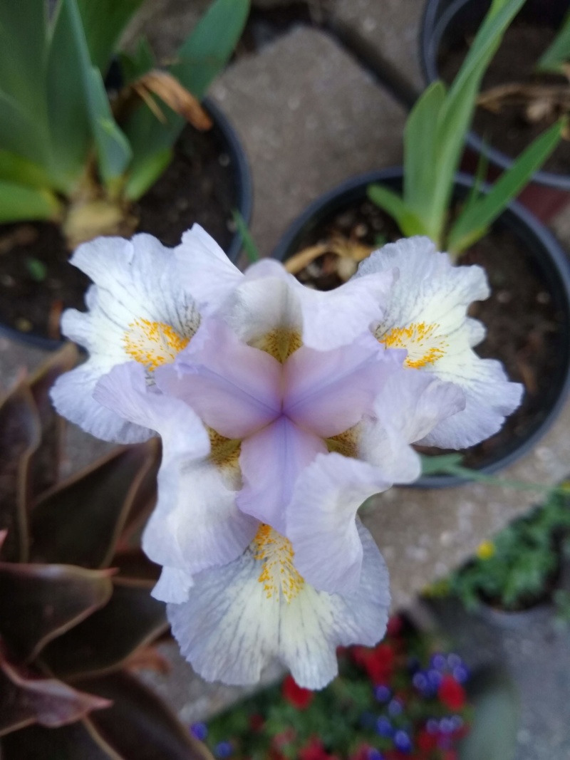 Iris d&rsquo;Allemagne, Iris barbu, Iris germanica 'Canadian Kisses'