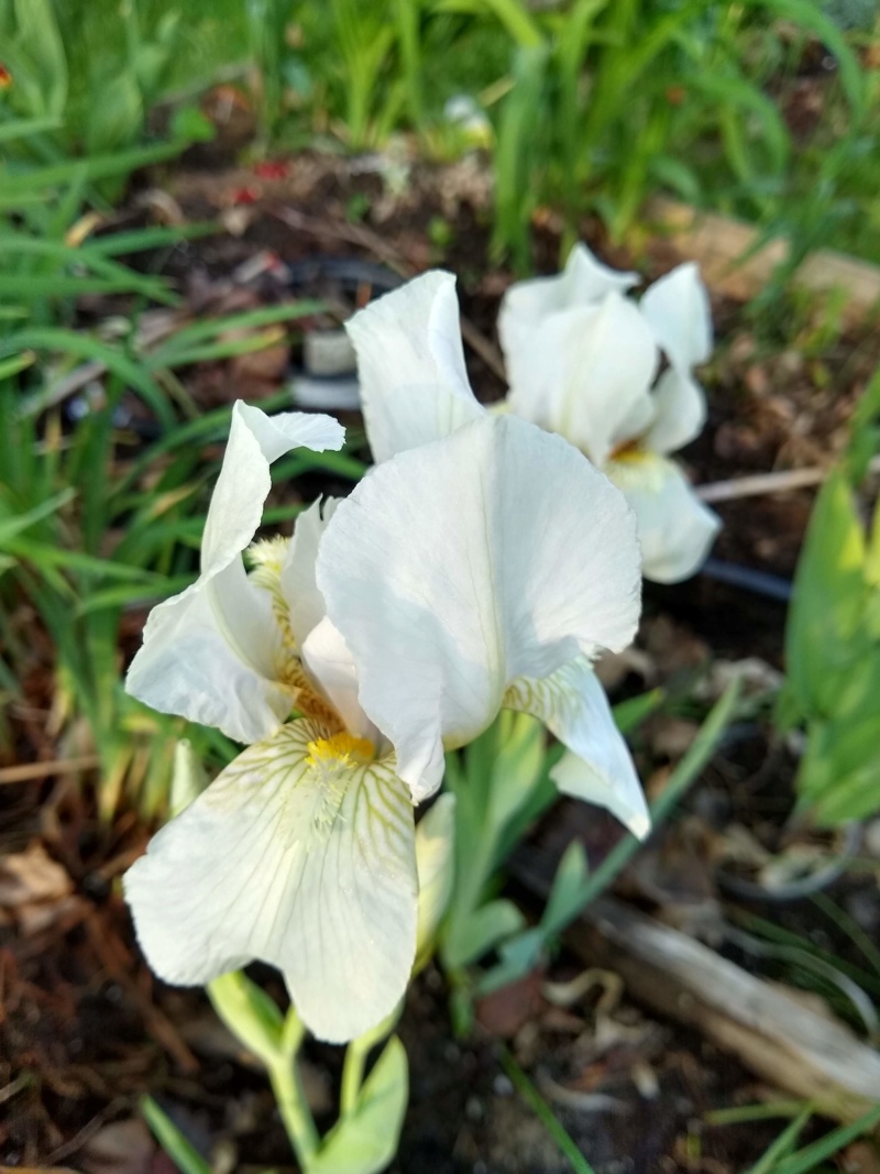 Iris d&rsquo;Allemagne, Iris barbu, Iris germanica 'florentina'