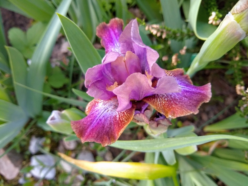 Iris d&rsquo;Allemagne, Iris barbu, Iris germanica 'Magneto'