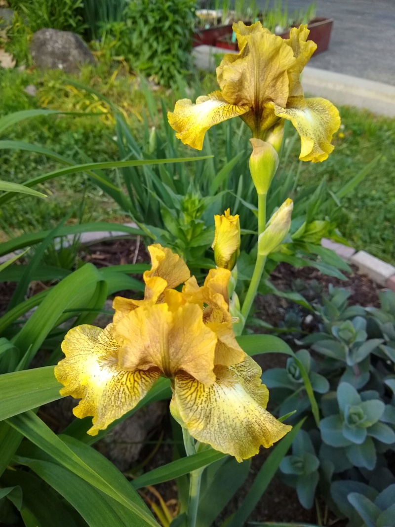 Iris d&rsquo;Allemagne, Iris barbu, Iris germanica 'In My Veins'