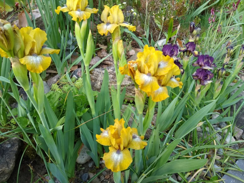 Iris d&rsquo;Allemagne, Iris barbu, Iris germanica 'Ninja Turtles'