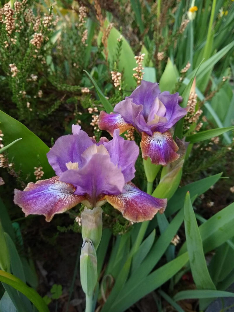 Iris d'Allemagne, Iris barbu Iris germanica Magneto