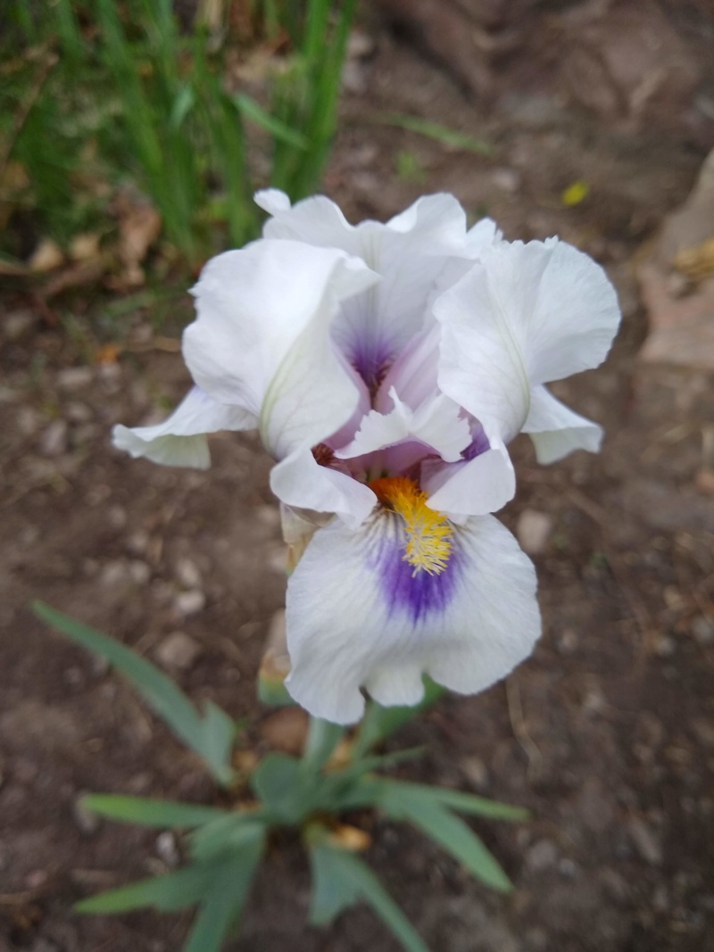 Iris ×arilbred Desert Snow