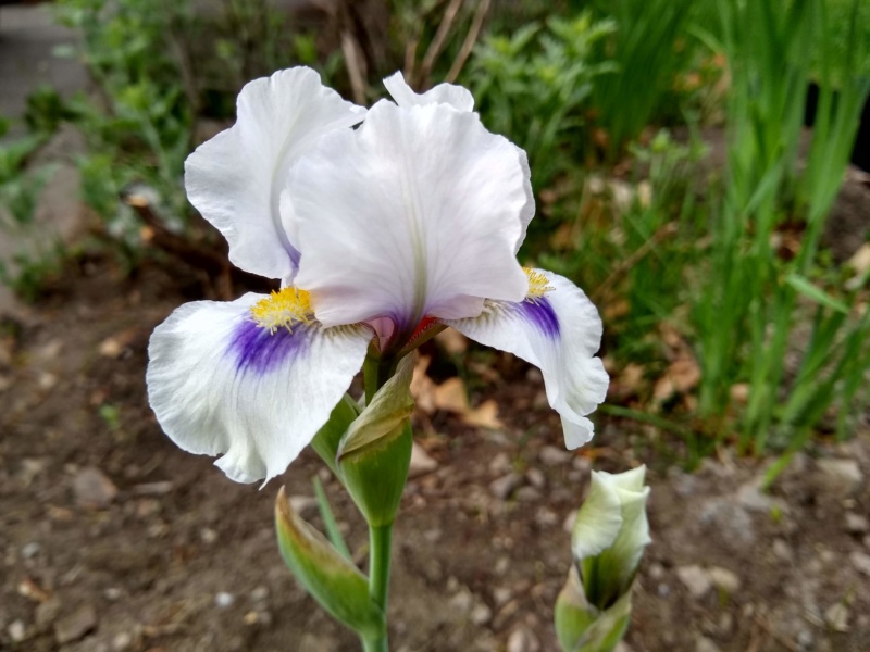Iris arilbred 'Desert Snow'