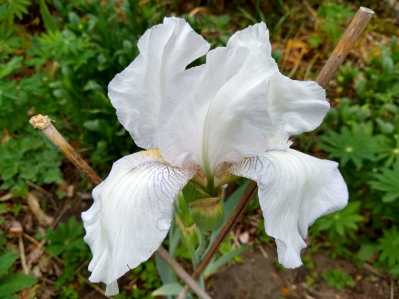 Iris ×barbata 'First Snowfall'
