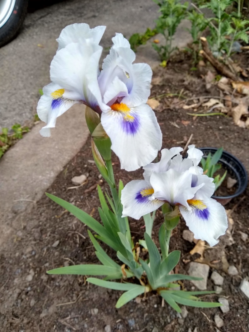 Iris ×arilbred 'Desert Snow'