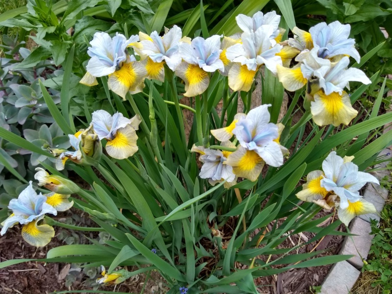 Iris de Sib&eacute;rie, Iris sibirica 'Uncorked'