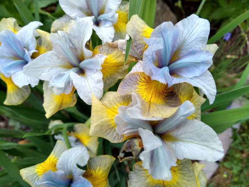 Iris de Sib&eacute;rie, Iris sibirica 'Uncorked'