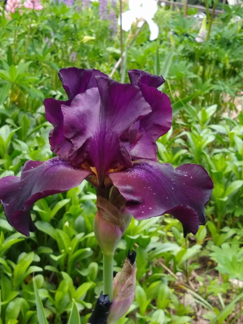 Iris d&rsquo;Allemagne, Iris barbu, Iris germanica 'Superstition'