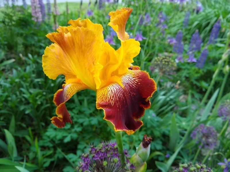 Iris d&rsquo;Allemagne, Iris barbu, Iris germanica 'Michigan Pride'