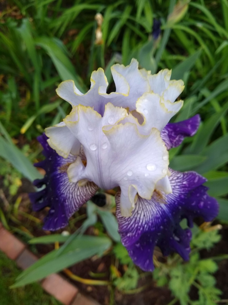 Iris d&rsquo;Allemagne, Iris barbu, Iris germanica 'Slovak Prince'