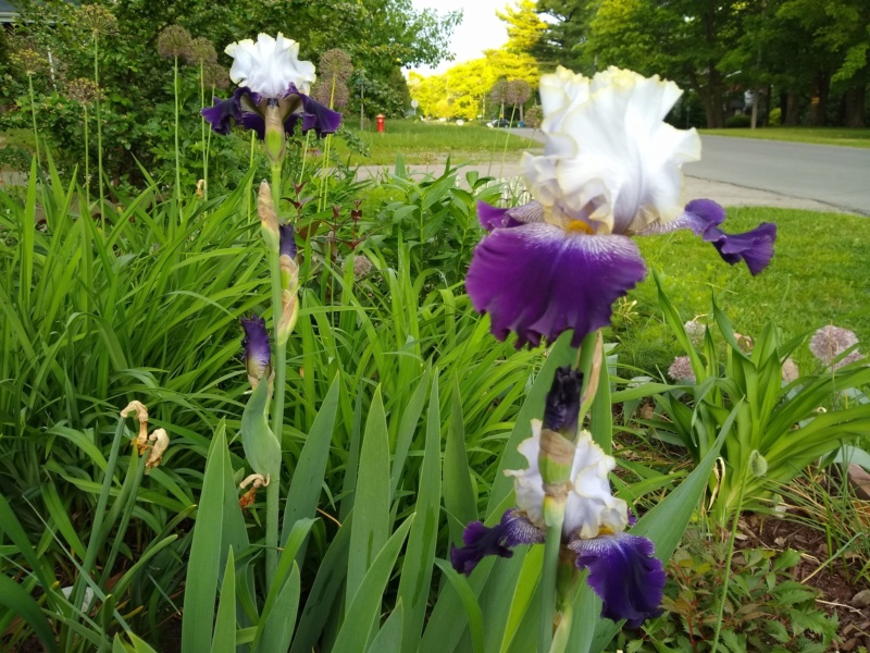 Iris d&rsquo;Allemagne, Iris barbu, Iris germanica 'Slovak Prince'