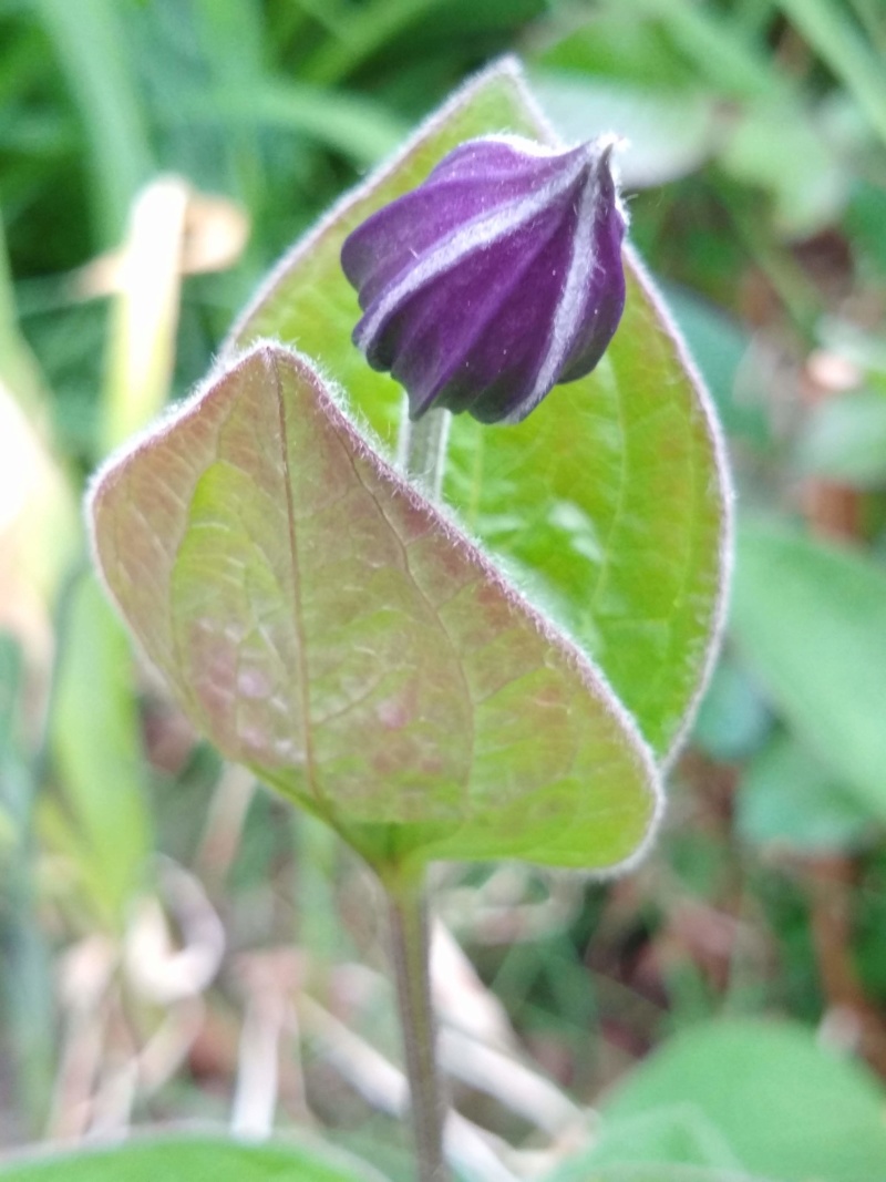 Cl&eacute;matite, Clematis 'Stand By Me'