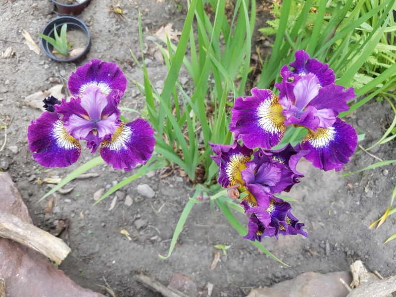 Iris de Sib&eacute;rie, Iris sibirica 'Contrast in Styles'