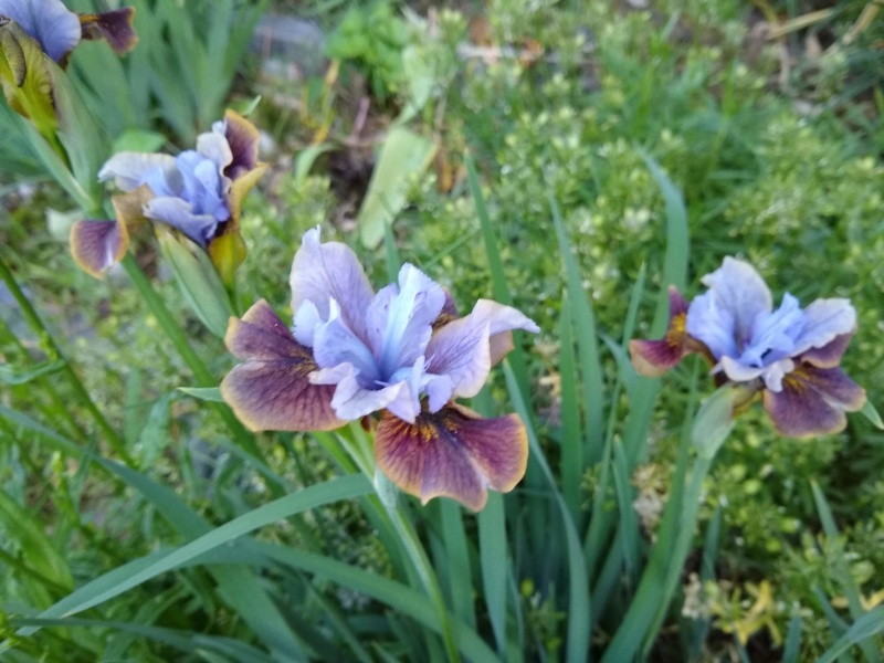 Iris de Sib&eacute;rie, Iris sibirica 'Black Joker'